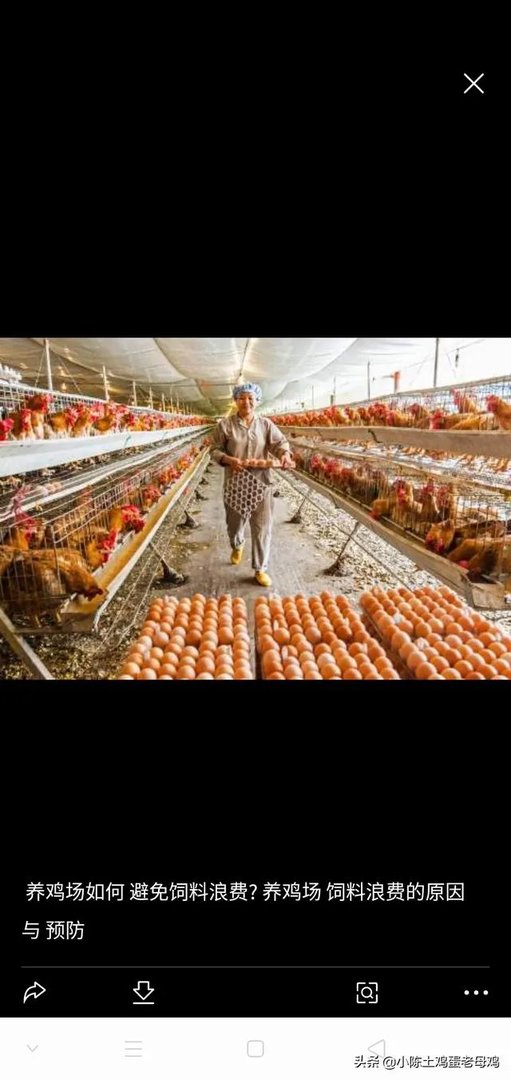 养鸡场如何避免产出含抗生素的鸡蛋？