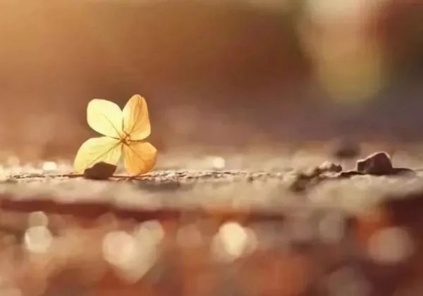 朋友圈感谢老公送礼物