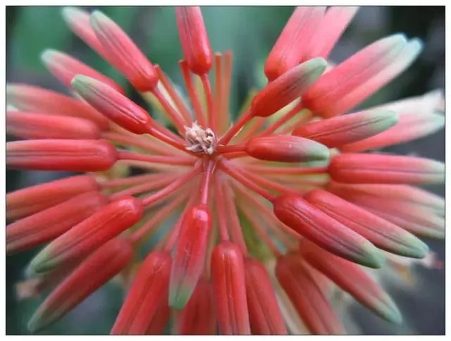 【绿植】开花露峥嵘（上）