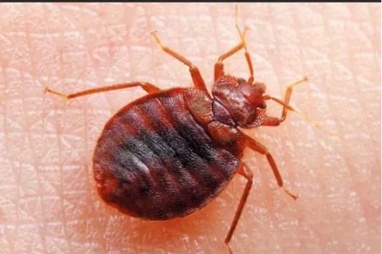 世界十大吸血动物