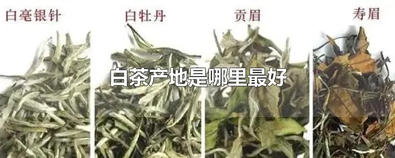 白茶产地是哪里最好