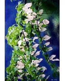 瓦屋山的门票是多少?