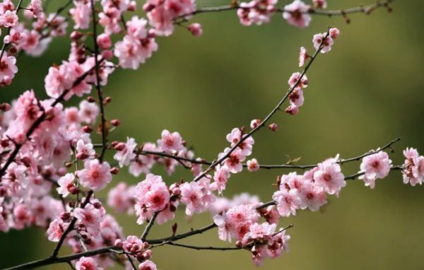 关于春天的歌曲有哪些?