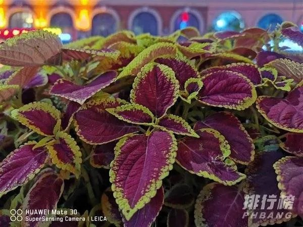 华为mate30和p40哪个拍照效果好_华为mate30和p40对比哪个好