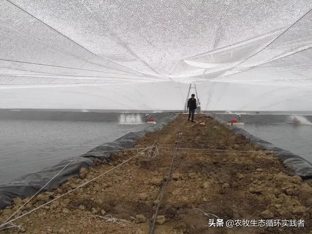 大棚养虾可靠吗？