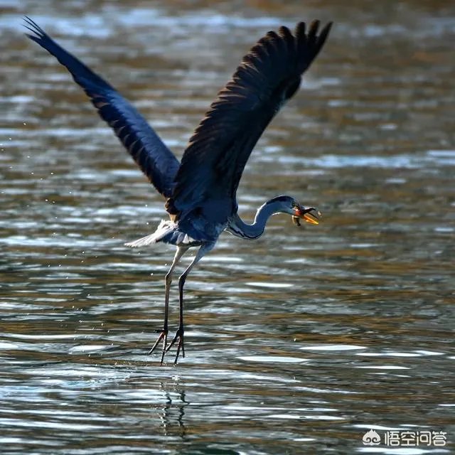 佳能100-400镜头适合拍什么?