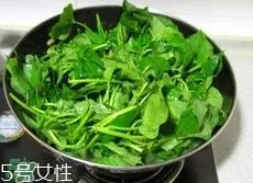 长寿菜是什么菜?长寿菜长什么样子?