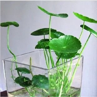 水培金钱草怎么养