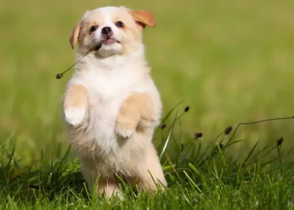 动物医学就业前景