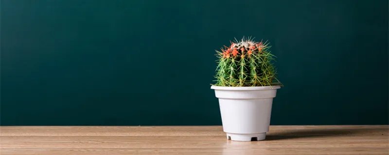 仙人球的种类 仙人球的种类有哪些