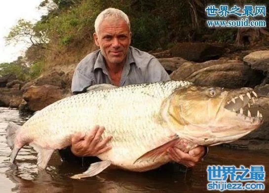 世界上最凶猛的鱼类,巨型水虎鱼(食人鱼)