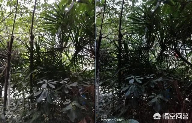 荣耀9和荣耀9青春版哪个更值得入手?