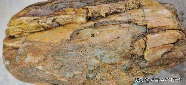 真正的树化石价格