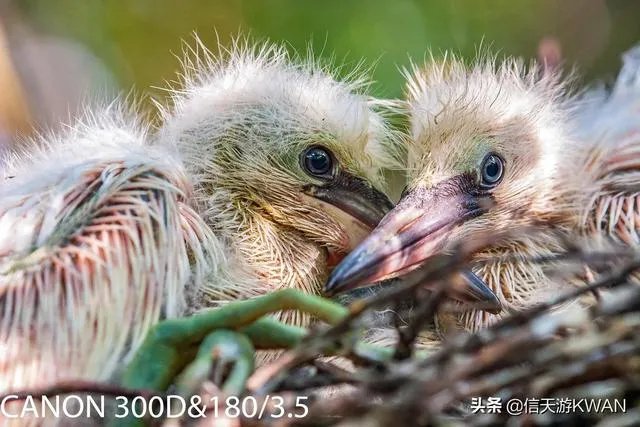 佳能100-400镜头适合拍什么?