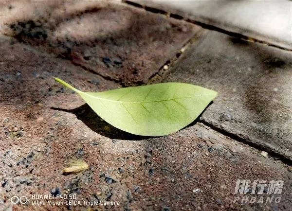 华为mate30和p40哪个拍照效果好_华为mate30和p40对比哪个好