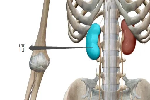 肾在哪个位置图片是在前面还是后面