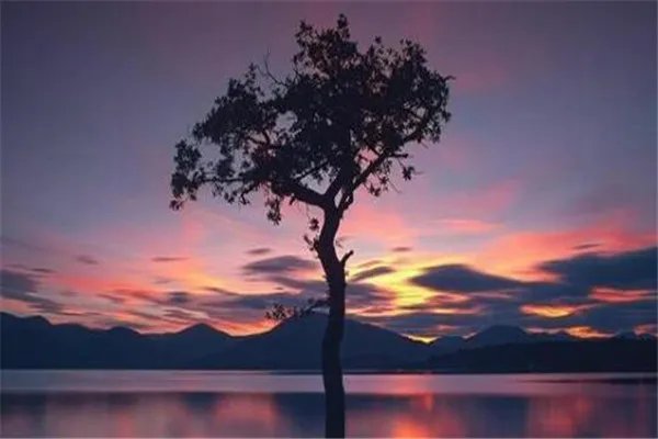 十大上古神树 星辰树以星辰为食，第七能直达天阙