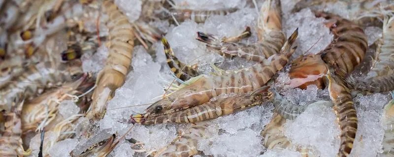 小虾吃什么食物