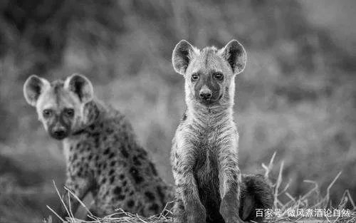腔肠动物和扁形动物的主要差别
