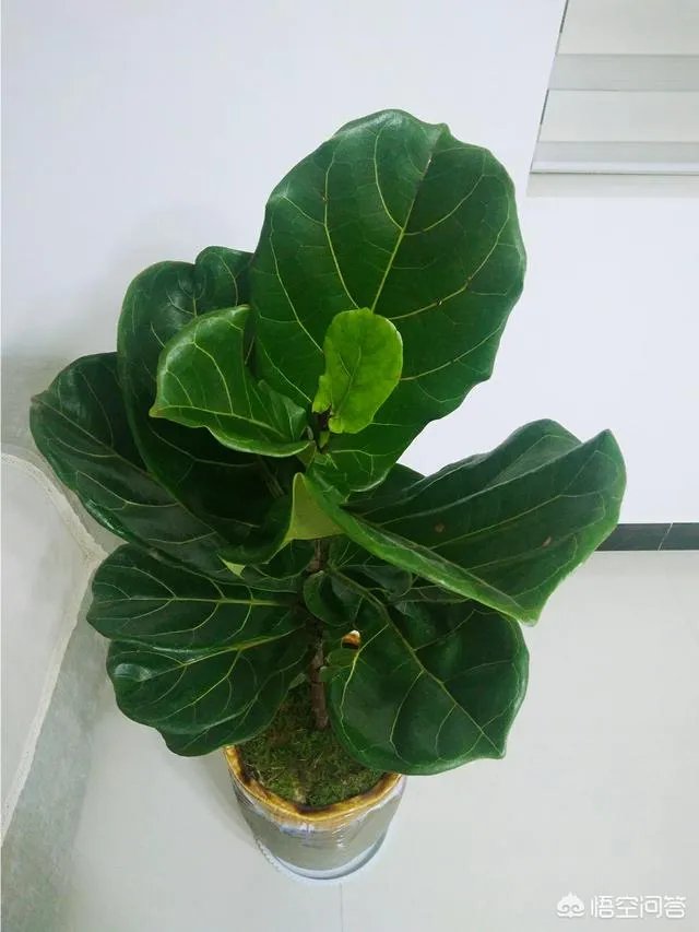 云南有哪些大的鲜花市场？