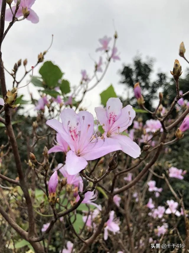 你觉得玉林这座城市怎么样？