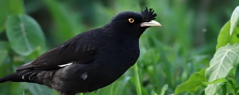 八哥学舌的寓意是什么