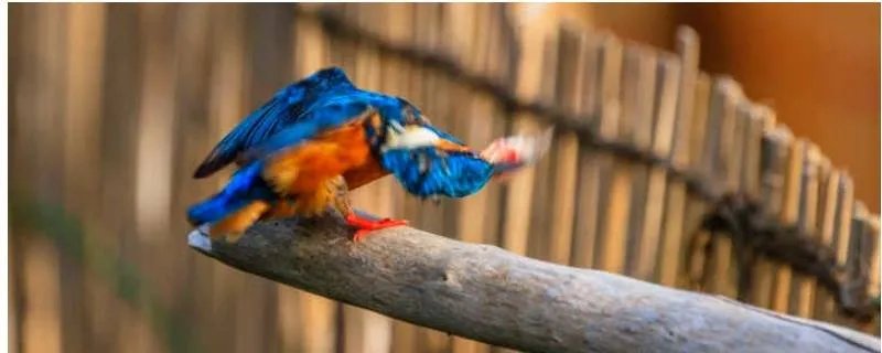 鸟类有哪些名称