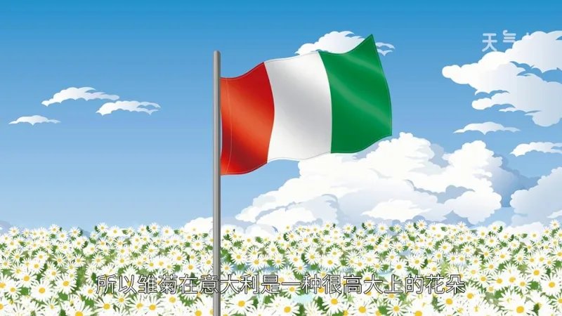 意大利国花是什么