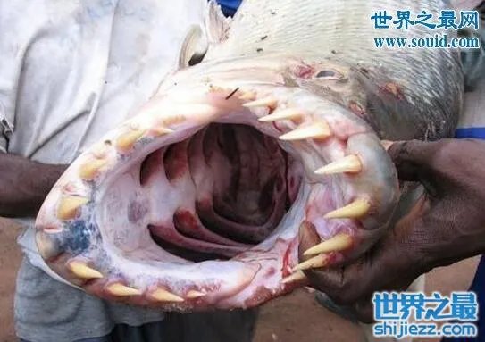 世界上最凶猛的鱼类,巨型水虎鱼(食人鱼)