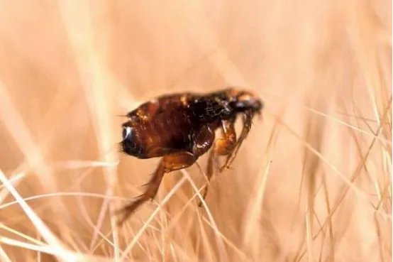 世界十大吸血动物