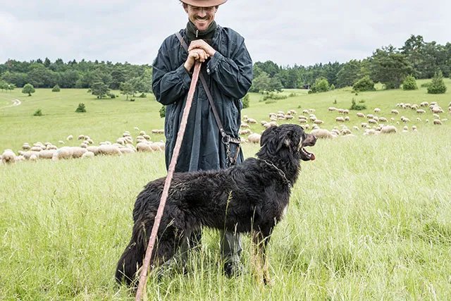 东德牧羊犬如何训练 东德牧羊犬训练教程