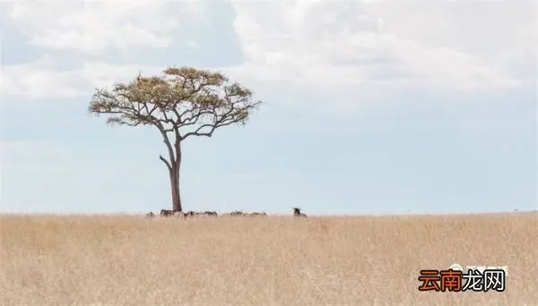 人称平头哥的动物是什么 人称平头哥的动物是什么动物