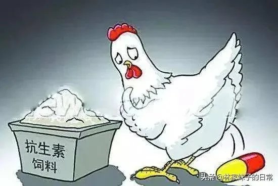养鸡场如何避免产出含抗生素的鸡蛋?