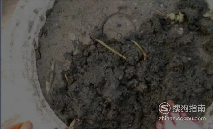 缸里种莲藕的方法图片