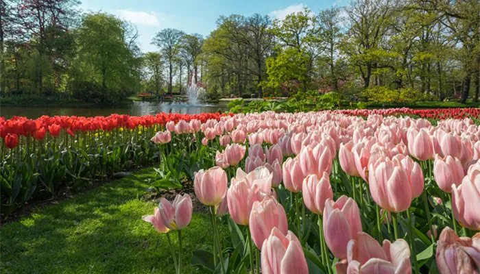 郁金香是哪国的国花 郁金香是哪个国家的国花