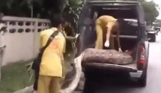 蟒蛇生吞小孩 解剖后惊呆全场人（组图）