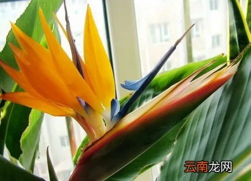 仙鹤来花期是什么时候 仙鹤是什么意思