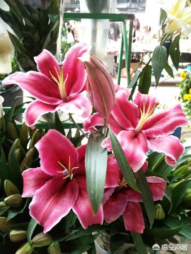 云南有哪些大的鲜花市场？