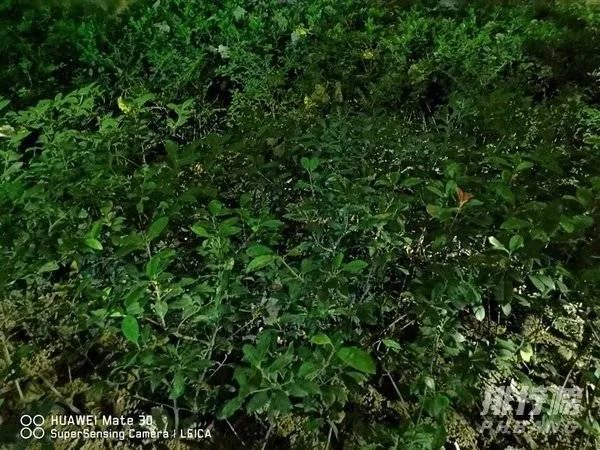 华为mate30和p40哪个拍照效果好_华为mate30和p40对比哪个好