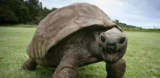 世界上寿命最长的乌龟，加拉帕戈斯象龟