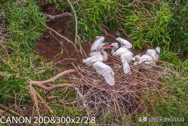 佳能100-400镜头适合拍什么?