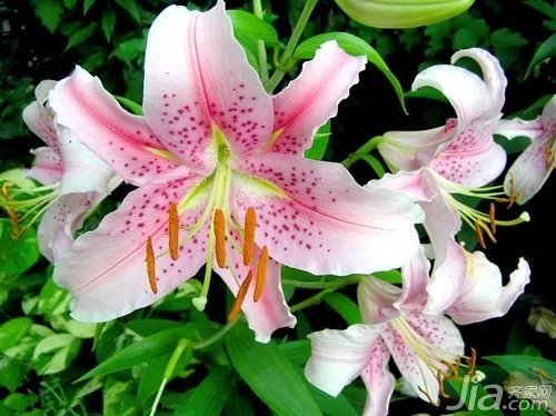 百合花象征什么 百合花的象征意义