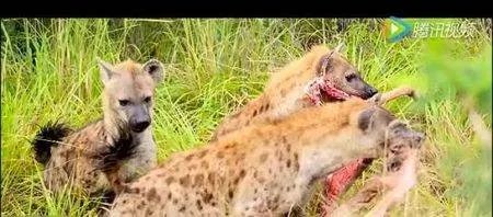 腔肠动物和扁形动物的主要差别