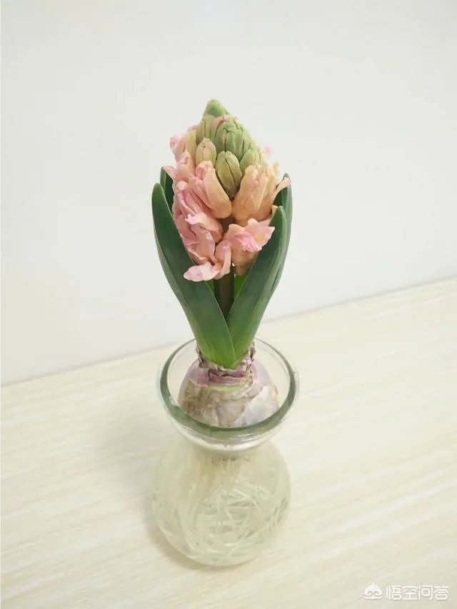 云南有哪些大的鲜花市场？