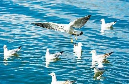 男子棒打海鸥入黑名单是否违法？