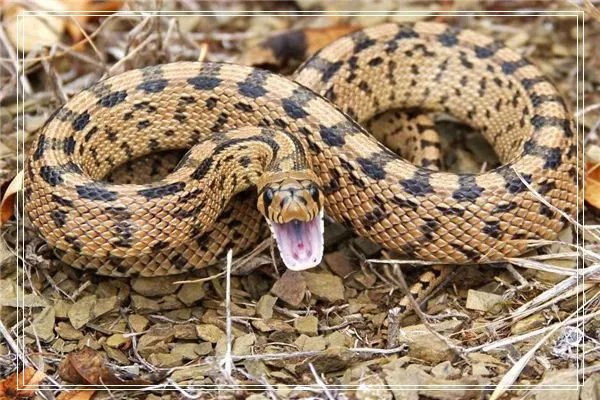 梦见明星的电话号码