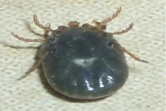 世界十大吸血动物