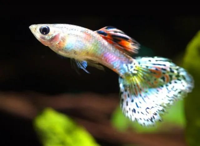 什么鱼好养 家里养什么风水鱼比较好