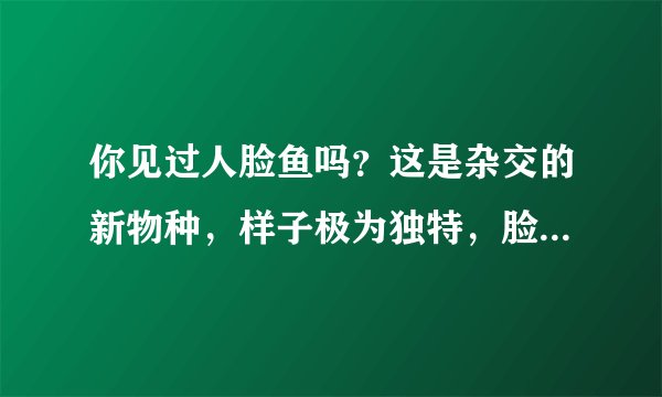 你见过人脸鱼吗？这是杂交的新物种，样子极为独特，脸越大越像人