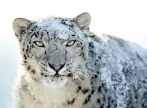 世界珍稀动物排名!前25分别是什么动物?